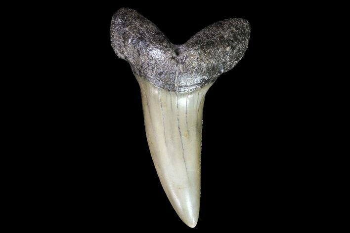 Fossil Shortfin Mako Shark Tooth - Georgia #75273